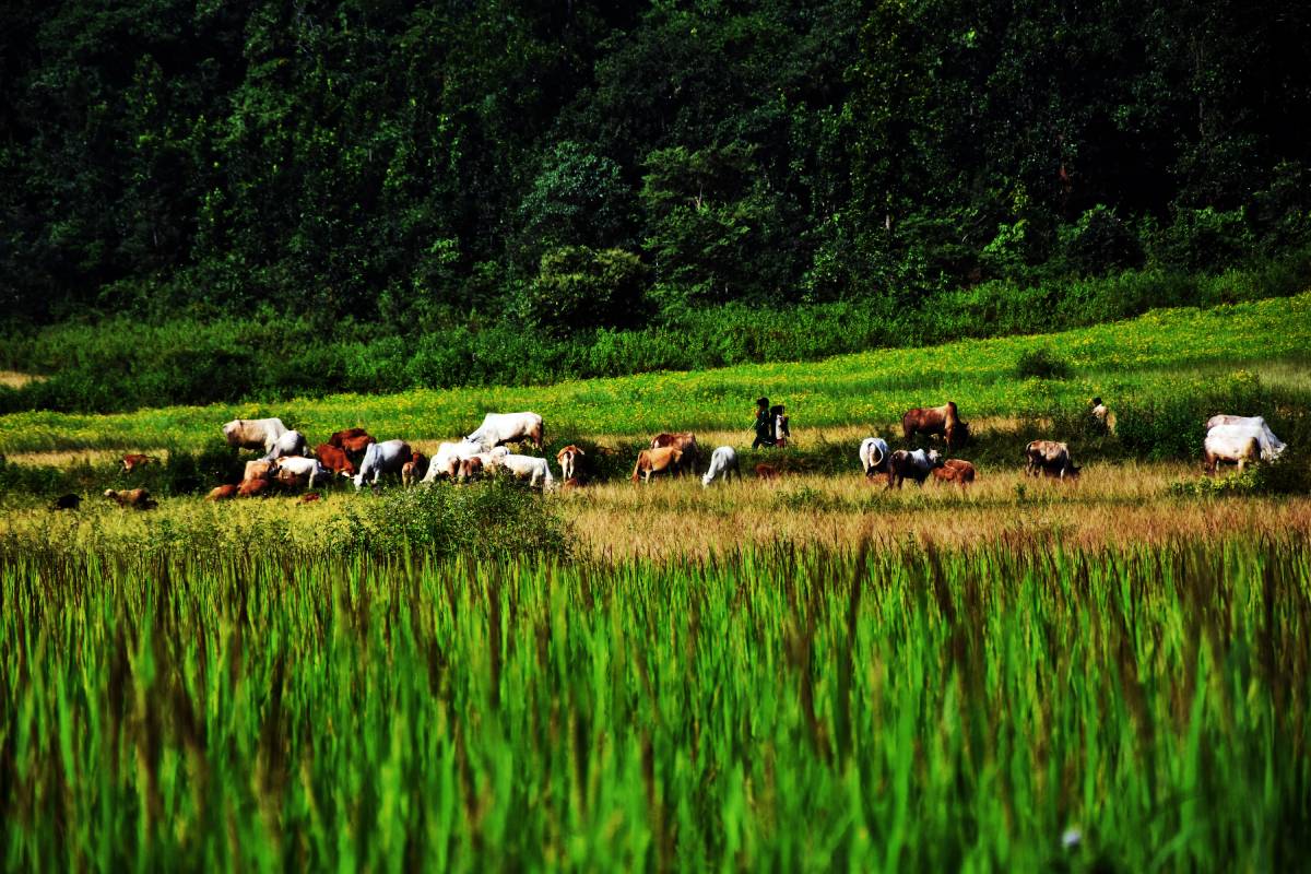 LIVELIHOOD