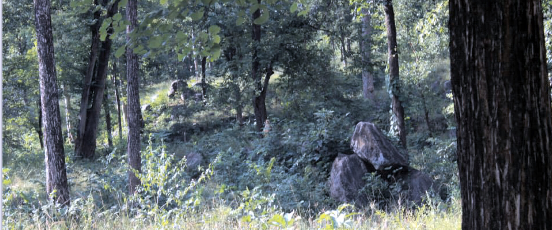 Ligirda Swamp
